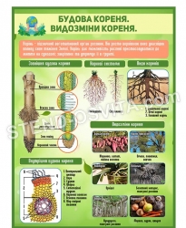 Стенд "Будова кореня, видозміни кореня"