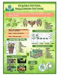 Стенд "Будова погона, видозміни погонів"