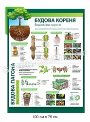 Стенд з пластику "Будова кореня"