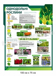 Стенд з пластику "Однодольні рослини"