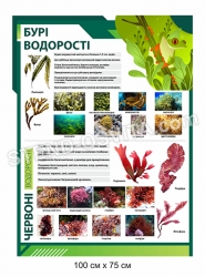 Стенд з пластику "Бурі водорості"